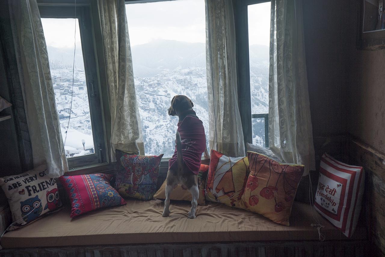 Meena Bagh Shimla Dış mekan fotoğraf